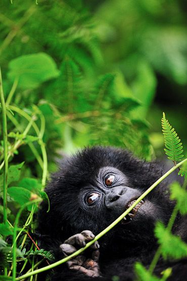 Baby gorilla in Rwanda