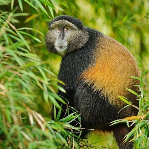 Monkey in the forest, Rwanda and Uganda