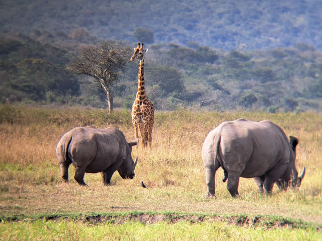 Akagera safari wildlife