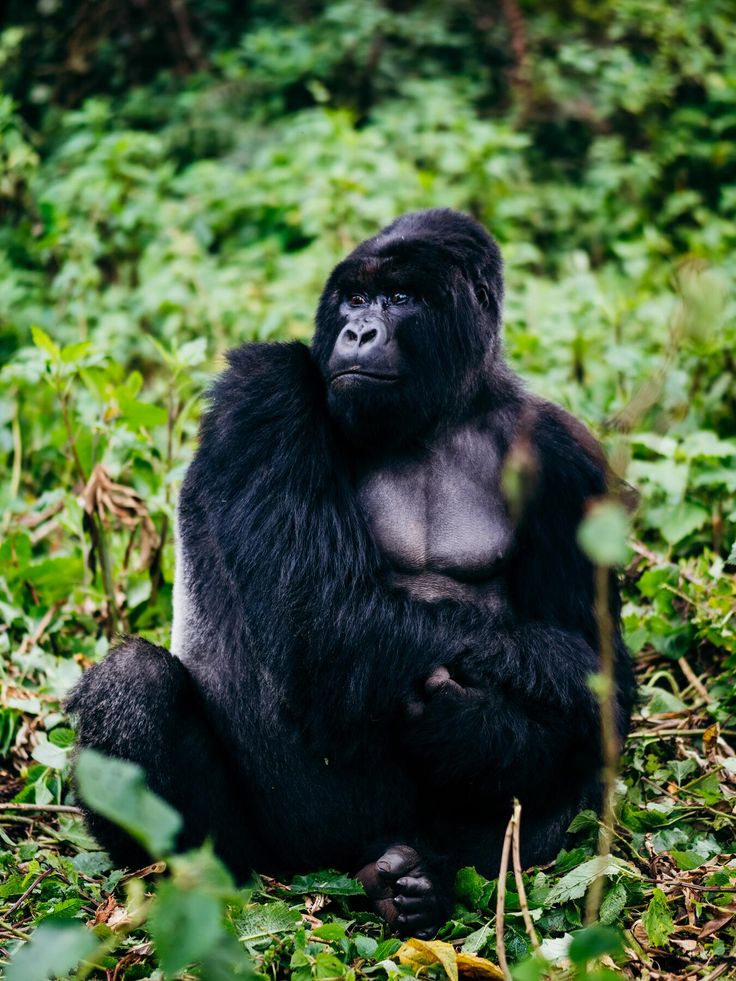 Rwanda Gorillas