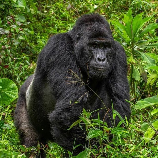 Bwindi Impenetrable National Park