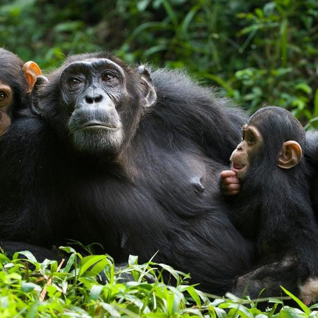 Kibale National Park