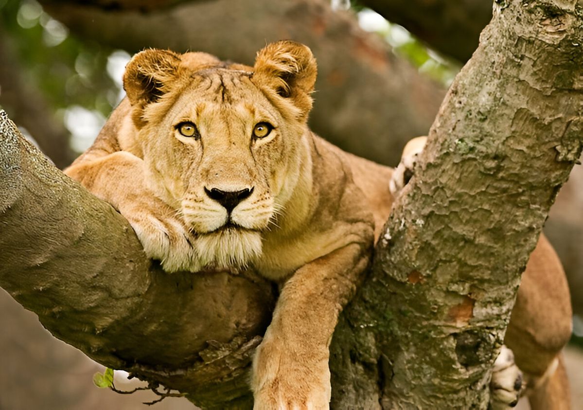Queen Elizabeth National Park, Uganda